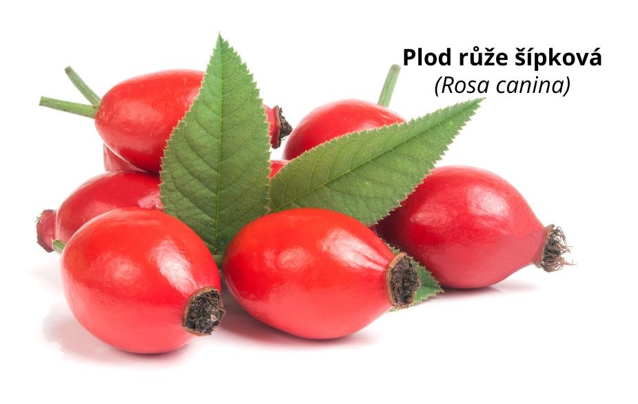 Šípek plod růže šípkové